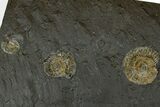 Dactylioceras Ammonite Cluster - Posidonia Shale, Germany #169436-1